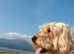 Female puppy  cockapoo for my 11yr old beautiful cockapoo to be an adopted mummy