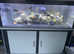 5ft fish tank & stand & accessories