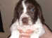 Springer Spainels x Cockerdales Boys puppies for sale