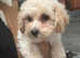 Gorgeous Poochon Girl