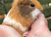 Guinea pigs for sale