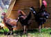 Trio's Old English Game Bantam Carlisle