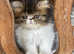 Exotic Male kitten