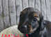 6 stunning miniature Dachshunds for sale.