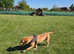 5 year old female dogue de bordeaux