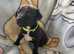 READY NOW Jack Russel x patterdale