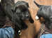 2 beautiful black staffy girls