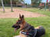 Beautiful German Shepherd