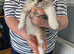 Persian x Ragdoll Kittens for sale