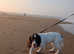 Springer spaniel cross
