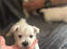 KC Exceptional Westie Puppies - Raised with Love