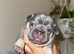 Gorgeous French bulldog puppies for sale