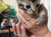 4 kittens