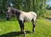 Grade a appaloosa filly