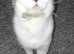 4 Scottish folds kittens