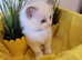 Fully GCCF Certified Pedigree Ragdoll kittens Blue Point & White Bicolour championship showing status