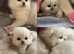 British LH  Silver Shaded  Kittens