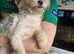 Lhasa apso x Shihtzu