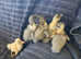 Ducklings