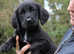 Springador Labrador x springer