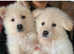German Shepherd Puppies