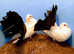 RARE BLACK TAIL FANTAIL PIGEONS