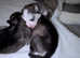 Husky Puppies 2 Left
