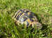 Hermann's Garden Tortoises from Chepstow £99.95 Nationwide UK Delivery Available.
