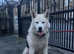 3 year old German shepherd x husky for sale
