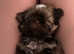 Shihtzu puppies
