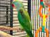 Stunning young alexandrine parrot