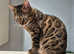 TICA Registered Bengal - Full pedigree