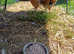Silkie x Pekin - Breeding Quad