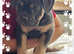 Old English bulldog female