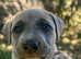 Lurcher puppies for sale collie whippet greyhound cross