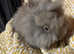 Double mane lionhead