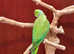 Proven breeding pair Indian ringnick