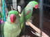 Stunning baby alexandrine parrot