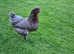 Egg layers Chickens for Sale.