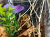 Bud Wing Mantis including Setup at Birmingham Reptiles