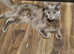 Gorgeous Nebelung cross Kittens 1 male available