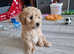 Bichon x Toy Poodle aka Poochon pups