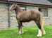 Hermits Fernando, stunning silver Smokey black yearling colt