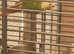 Last years conures for sale