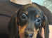 Last  black&tan boy dachshund puppy