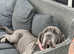 Neapolitan mastiff boy and girl