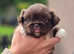 Pekingese Puppies