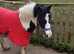 BAY & WHITE GELDING  2 YRS OLD