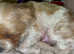 ** One boy left looking for forever home  **3 beautiful little shih tzu x pups (ready around 9th June)