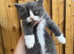 Five beautiful kittens for sale, half Persian